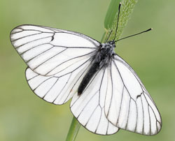 Aporia crataegi