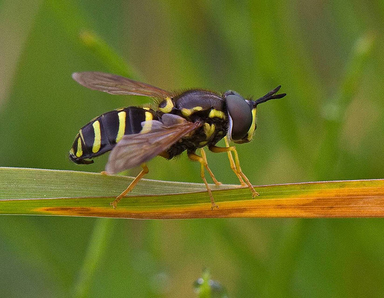 Chrysotoxum vernale