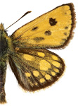 Carterocephalus silvicola