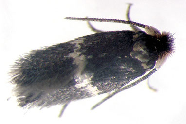 Ectoedemia rosae