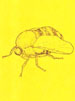 Insecta norvegiae 01