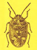 Insecta norvegiae 01