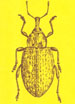 Insecta norvegiae 01