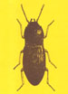 Insecta norvegiae 01