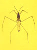 Insecta norvegiae 01