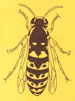Insecta norvegiae 01