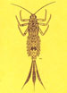 Insecta norvegiae 01