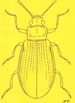 Insecta norvegiae 01