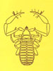 Insecta norvegiae 01